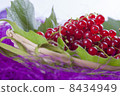 Red currant 8434949