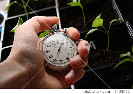 Green seedling and hand holding stopwatch Green seedling and hand holding stopwatch 8435031