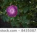 Roses of purple 8435087