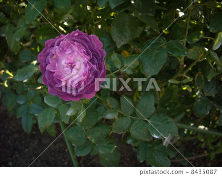 Roses of purple 8435087