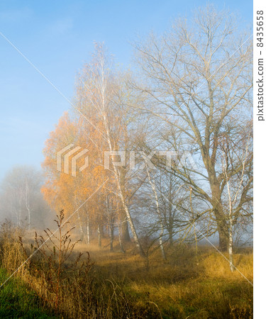 autumn gold in fog 8435658