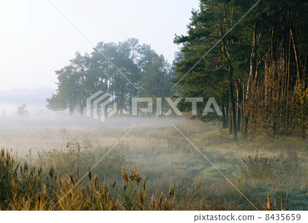 autumn morning by a woodside autumn morning by a woodside 8435659