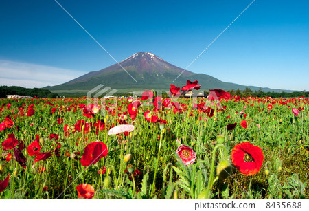 罌粟和富士山 罌粟和富士山 8435688