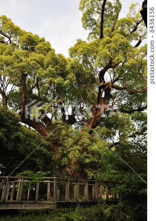 Otuni of Kiyotake 8436156