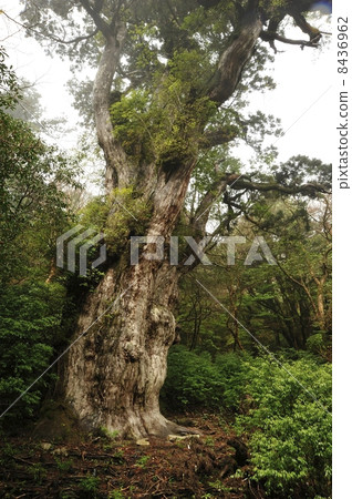 繩紋雪松 繩紋雪松 8436962