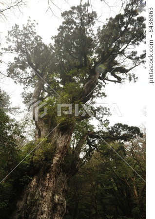 繩紋雪松 繩紋雪松 8436963