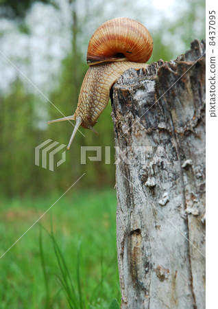 Big snail Big snail 8437095
