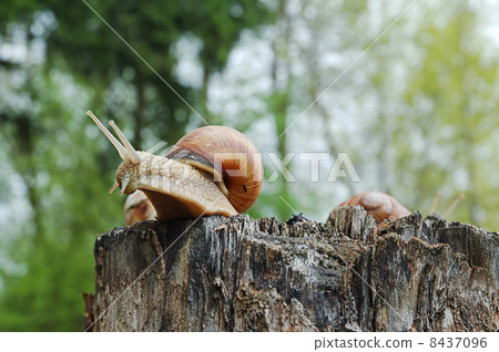 Big snail Big snail 8437096
