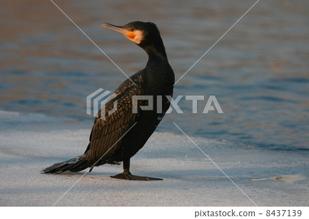 Cormorant on the river in winter Double-crested cormorant Cormorant on the river in winter Double-crested cormorant 8437139