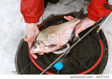 Big bream 8437147