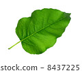 Green Leaf 8437225