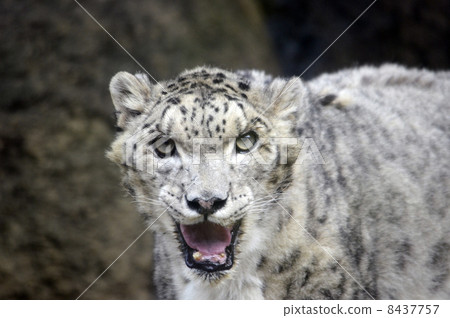雪豹 雪豹 8437757