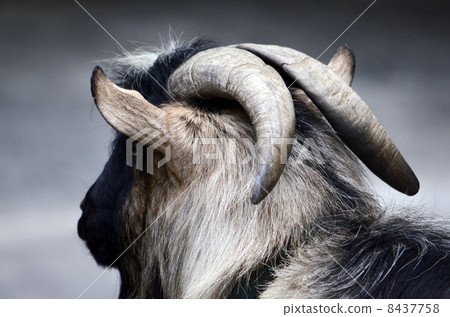山羊角 山羊角 8437758