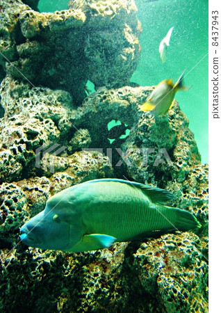 拿破崙魚 8437943