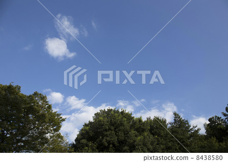 早期的秋天天空和森林 早期的秋天天空和森林 8438580