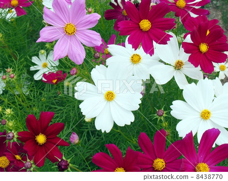 Photo material: Cosmos taken in early October 8438770