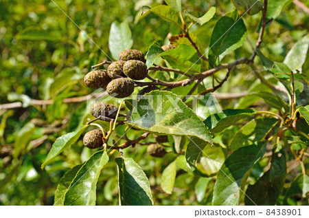 Tree · Alder Branch 8438901