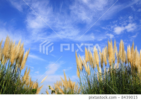 October Flower Pampasgrass · Gramineae 22 October Flower Pampasgrass · Gramineae 22 8439015