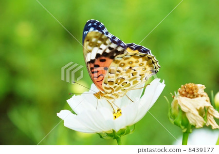 Autumn image · Scarlet clawed in white cosmos flower Female · Green back lateral position 8439177