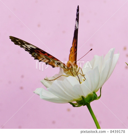 秋天的圖像·女性·粉紅色的日本紙後面廣場的Tsumuguro Hyouton停在白色波斯菊的花 8439178