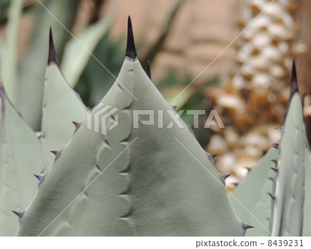 千手 千手 8439231