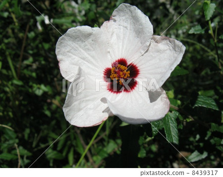 The center of white flower is dark brown and small flower 8439317