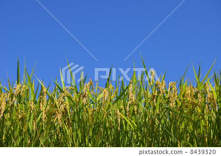 Rice field Rice field 8439320