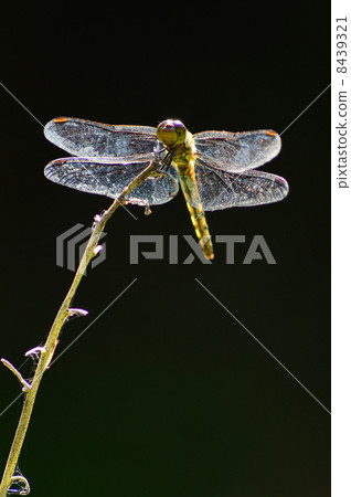 裁剪標記 裁剪標記 8439321