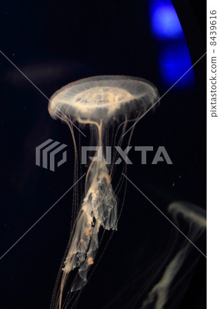 One species of jellyfish (Atlantic sea nettle jellyfish) One species of jellyfish (Atlantic sea nettle jellyfish) 8439616