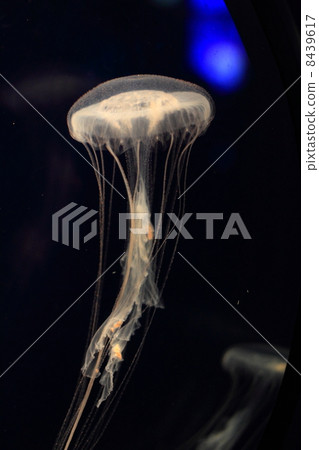 One species of jellyfish (Atlantic sea nettle jellyfish) One species of jellyfish (Atlantic sea nettle jellyfish) 8439617