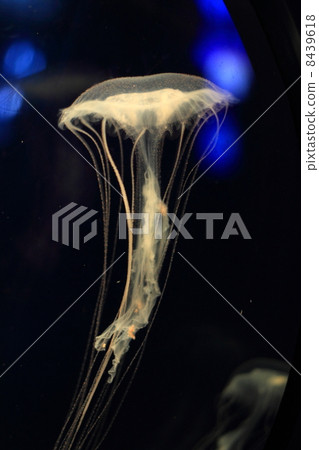 One species of jellyfish (Atlantic sea nettle jellyfish) One species of jellyfish (Atlantic sea nettle jellyfish) 8439618