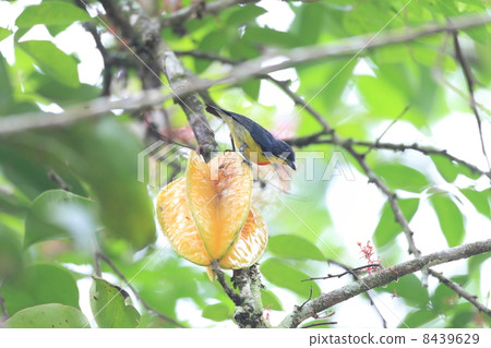 深紅色的Flowerpecker 深紅色的Flowerpecker 8439629