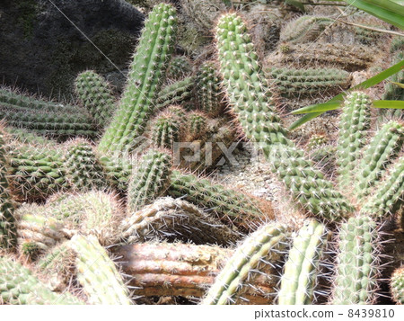 Grain pillar 8439810