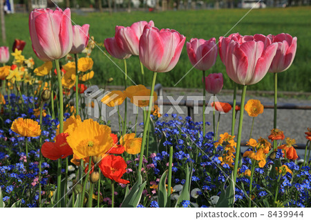 pink tulips and yellow poppies with multicolored garden flowers pink tulips and yellow poppies with multicolored garden flowers 8439944