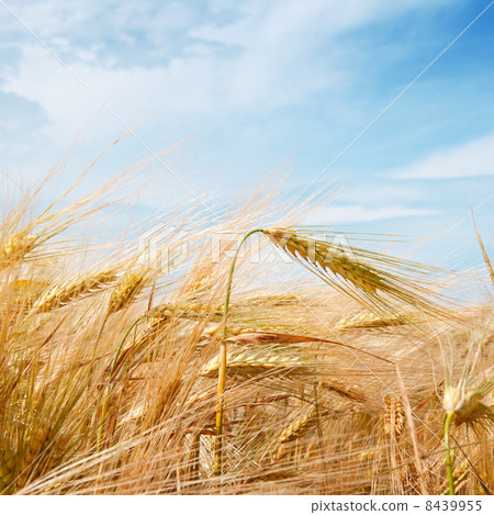 Wheat field and blue sky with clouds Wheat field and blue sky with clouds 8439955