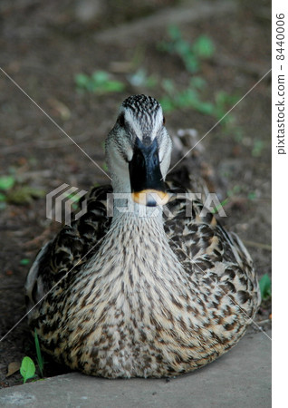 Duck Duck 8440006