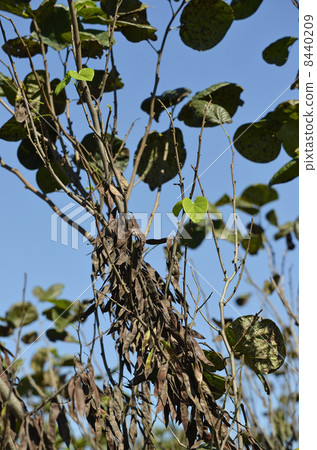 Fruit of Hanazu Ow 8440209