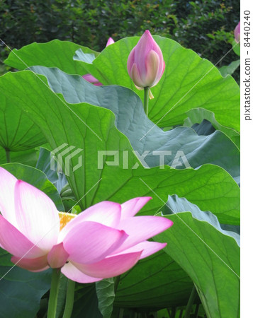 古老蓮花和葉子 古老蓮花和葉子 8440240