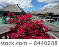 Tropical flowers and water cottages 8440288