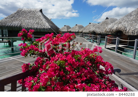 Tropical flowers and water cottages 8440288