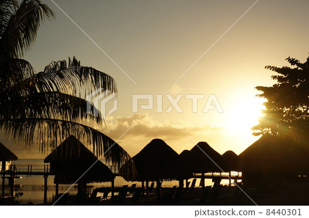 Morning glow of Tahiti ③ 8440301