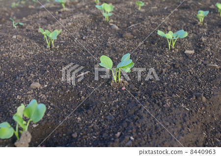Radish sprouts Radish sprouts 8440963