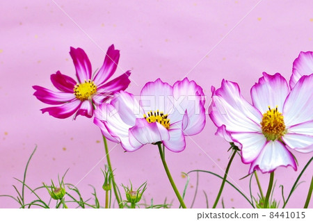 Autumn image · Red and white cosmos (Akatsuki) flower with three draws · Pink Japanese paper back side up 8441015