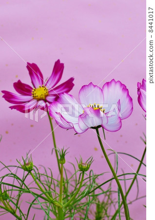 Autumn image · Flower of red & white cosmos (Akatsuki) with drawing pattern 2 wheels · Pink Japanese paper back vertical position 8441017