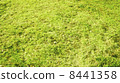 Spreading lawn background 8441358