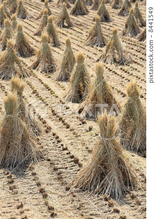 收穫的大米 8441549