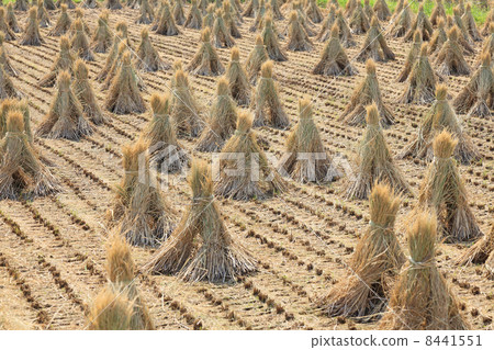 收穫的大米 8441551