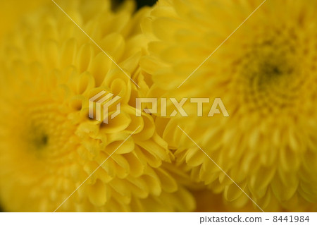 Dahlia of Pompon Blooming Dahlia of Pompon Blooming 8441984