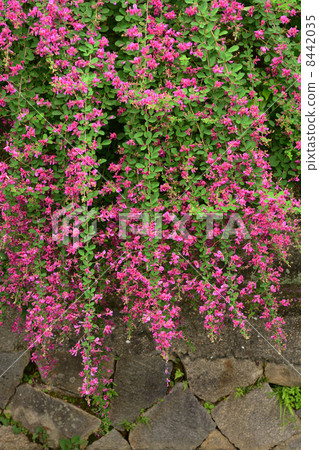 Hagi flower Hagi flower 8442035