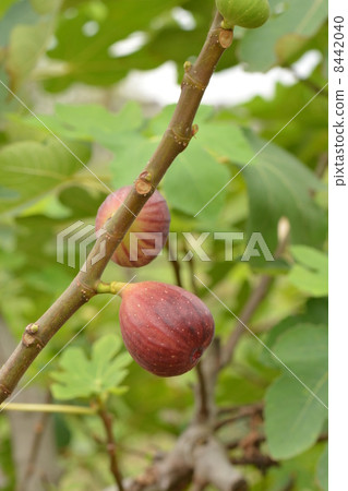 fig 8442040
